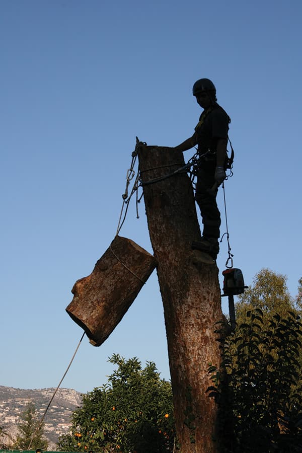 Travaux d'abattage arbre