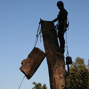 Abattage d'arbre dans le Var