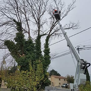 Elagueur grimpeur dans le Var