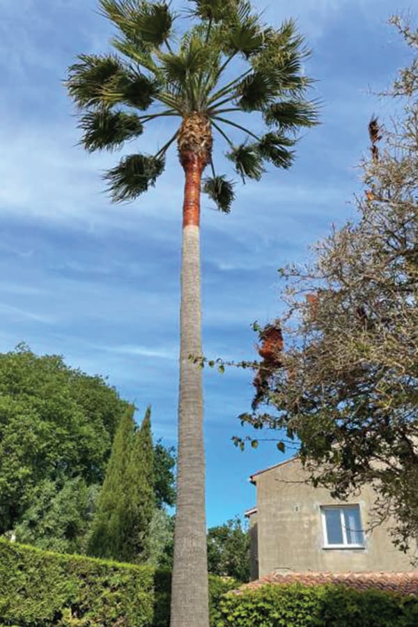 Taille de palmier dans le Var