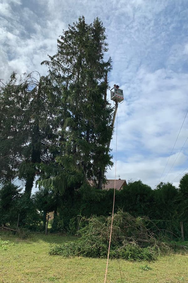 Travaux d'élagage dans le Var